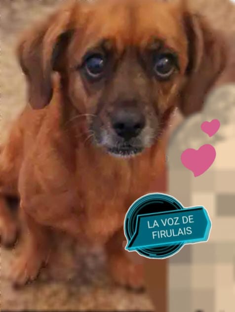Perro con mirada tierna mirando a la cámara